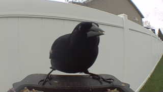 american crow