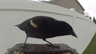 red-winged blackbird