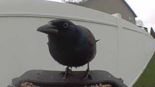 common grackle