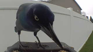 common grackle
