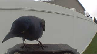 common grackle