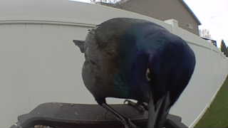 common grackle