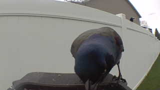 common grackle