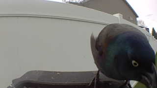 common grackle