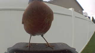 american robin