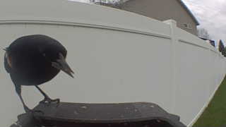 red-winged blackbird