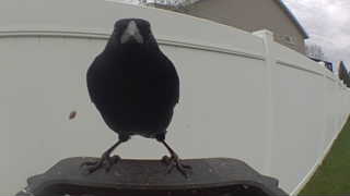 american crow