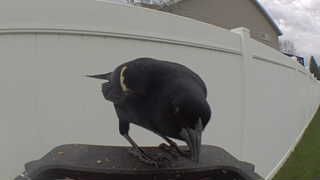 red-winged blackbird