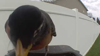 american robin
