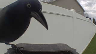 common grackle