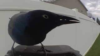 common grackle
