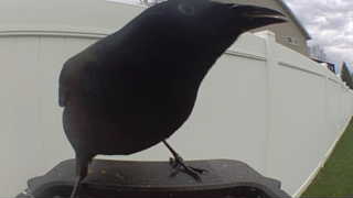 american crow