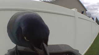 common grackle