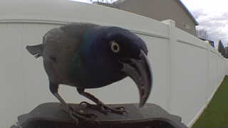 common grackle