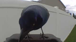 common grackle