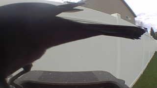 common grackle