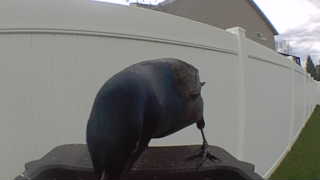 common grackle