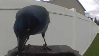 common grackle