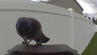 common grackle
