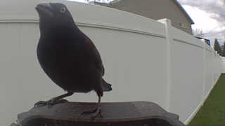 brewer's blackbird