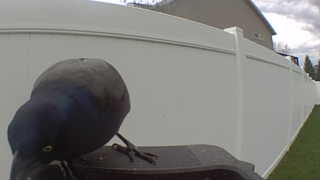 common grackle