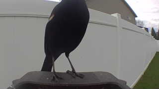 red-winged blackbird