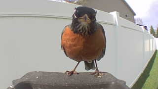 american robin