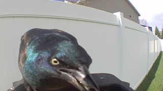 common grackle