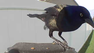 common grackle