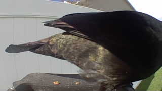 common grackle