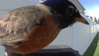 american robin