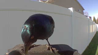 common grackle