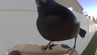 red-winged blackbird