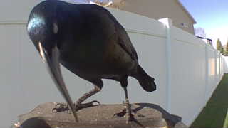 common grackle