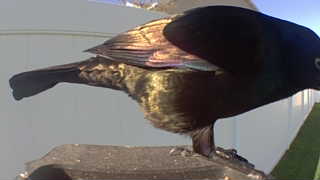 common grackle