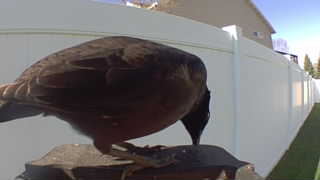american robin