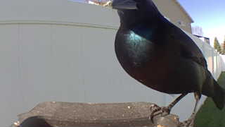 common grackle