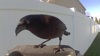 common grackle