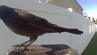 common grackle