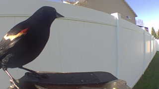 red-winged blackbird