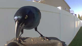 common grackle