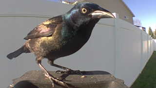 common grackle