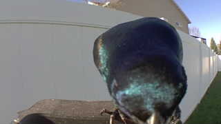 common grackle