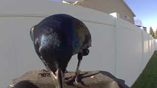 common grackle