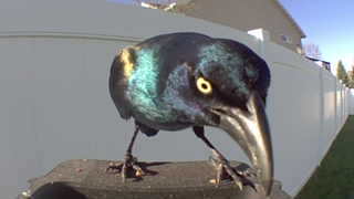 brewer's blackbird