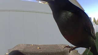 red-winged blackbird