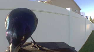 common grackle