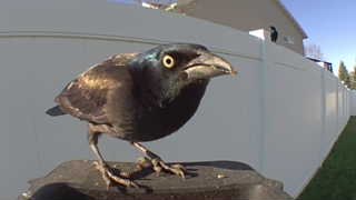 common grackle