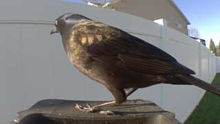 brown-headed cowbird