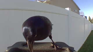 common grackle